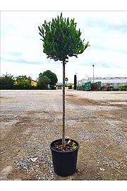 Laurus Nobilis C25 Lit. Na Steblu 100 cm; Krošnja 40/60 cm (ZEL)