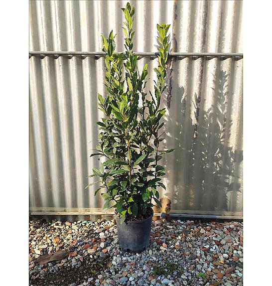 Laurus Nobilis C3 Lit. 60-80 cm (ZEL)