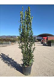 Laurus Nobilis C30 Lit. 250-300 cm (ZEL)