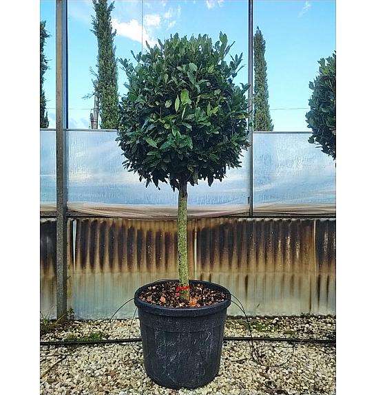 Laurus Nobilis C45 Lit. Na Steblu 100 cm; Krošnja 60/80 cm (ZEL)