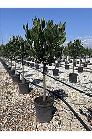 Laurus Nobilis C5 Lit. Na Steblu 50 cm (ZEL)