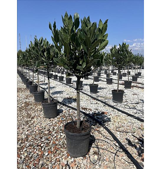 Laurus Nobilis C5 Lit. Na Steblu 50 cm (ZEL)