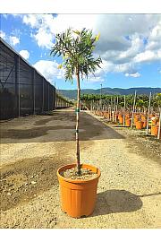 Libocedrus Dec. Aureovariegata C18 Lit. Na Steblu 100 cm (ZEL)