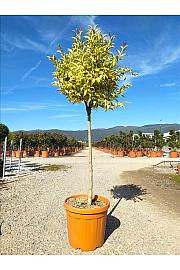 Ligustrum Jap. Aureum C30 Lit. Na Steblu 100 cm; Krošnja 40/60 cm (ZEL)