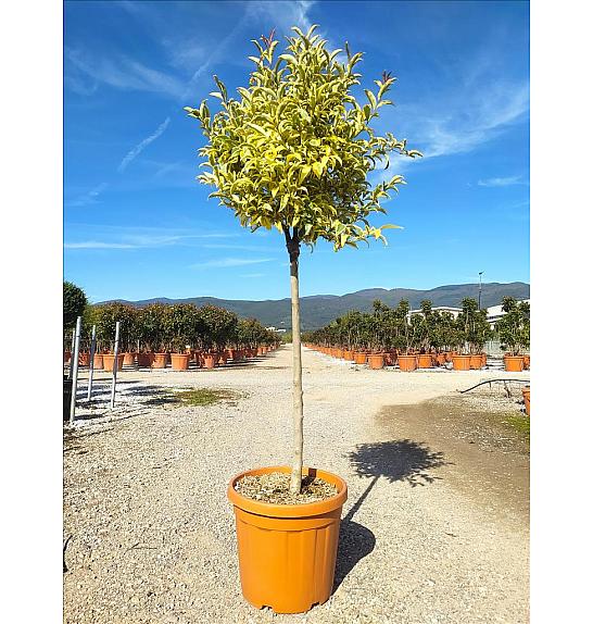 Ligustrum Jap. Aureum C30 Lit. Na Steblu 100 cm; Krošnja 40/60 cm (ZEL)