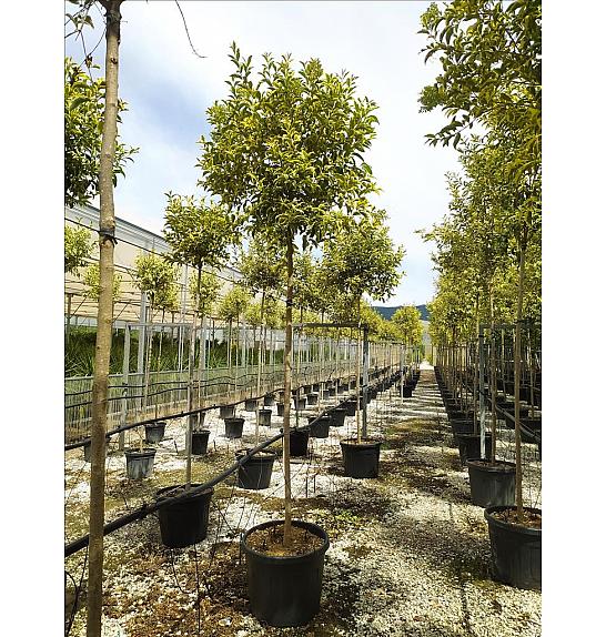 Ligustrum Jap. Aureum C35 Lit. Na Steblu 200 cm; 12/14 cm (ZEL)