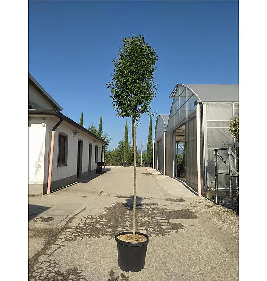 Ligustrum Japonicum  C35 Lit. Na Steblu 200 cm; 10/12 cm (ZEL)