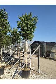 Ligustrum Japonicum  C40 Lit. Na Steblu 200 cm; 12/14 cm (ZEL)