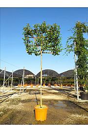 Ligustrum Japonicum  C55 Lit. Na Steblu 200 cm; 12/14 cm (ZEL)