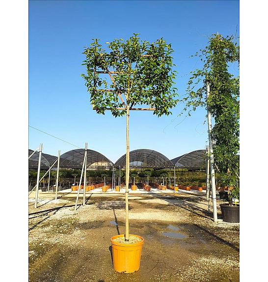 Ligustrum Japonicum  C55 Lit. Na Steblu 200 cm; 12/14 cm (ZEL)