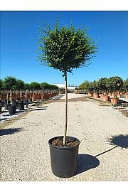 Ligustrum Jonandrum C18 Lit. Na Steblu 100 cm; Krošnja 30/40 cm (ZEL)