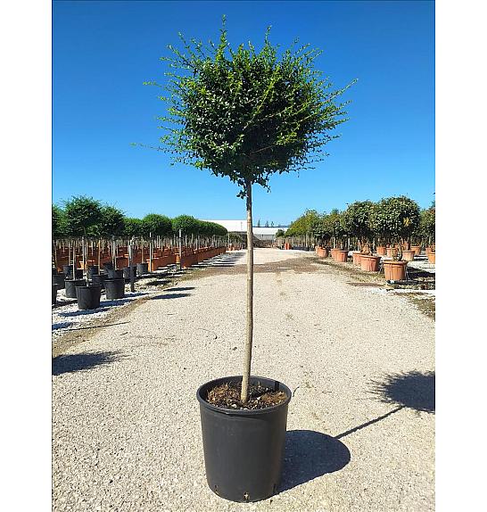 Ligustrum Jonandrum C18 Lit. Na Steblu 100 cm; Krošnja 30/40 cm (ZEL)
