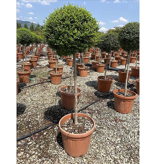 Ligustrum Jonandrum C35 Lit. Na Steblu 100 cm; Krošnja 40/60 cm (ZEL)