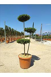 Ligustrum Jonandrum C40 Lit. 130-140 cm; Pon Pon (ZEL)