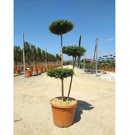 Ligustrum Jonandrum C40 Lit. 130-140 cm; Pon Pon (ZEL)