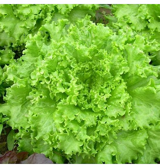 Solata Gentile Goldorac Kultipak 72/9