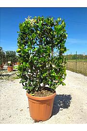 Ligustrum Texanum C30 Lit. 80-100 cm; Špalir (ZEL)