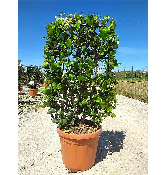Ligustrum Texanum C30 Lit. 80-100 cm; Špalir (ZEL)