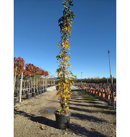 Liquidambar Sty. Slender Silhouette C50 Lit. 250-300 cm (ZEL)
