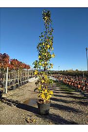 Liquidambar Sty. Slender Silhouette C50 Lit. 300-350 cm (ZEL)