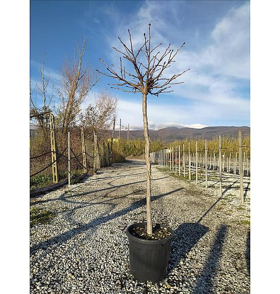 Liquidambar Styr. Gum Ball C18 Lit. Na Steblu 100 cm; 8/10 cm (ZEL)