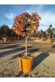 Liquidambar Styr. Gum Ball C18 Lit. Na Steblu 50 cm (ZEL)