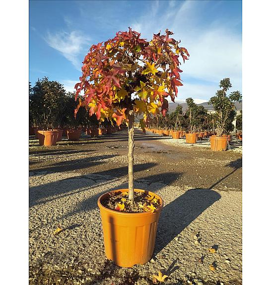 Liquidambar Styr. Gum Ball C18 Lit. Na Steblu 50 cm (ZEL)