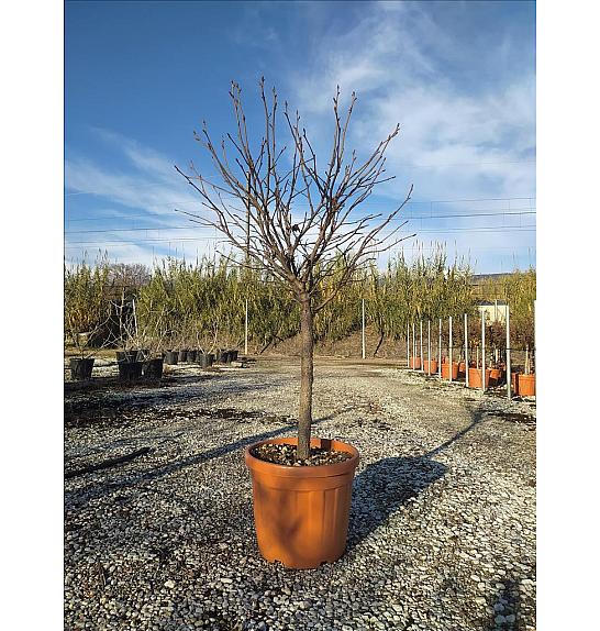 Liquidambar Styr. Gum Ball C30 Lit. Na Steblu 50 cm (ZEL)