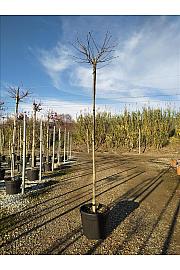 Liquidambar Styr. Gum Ball C35 Lit. Na Steblu 200 cm; 8/10 cm (ZEL)