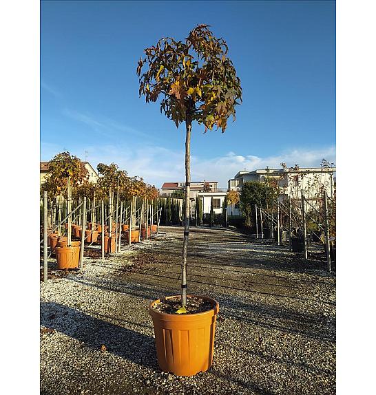 Liquidambar Styr. Gum Ball C50 Lit. Na Steblu 175 cm; 10/12 cm (ZEL)