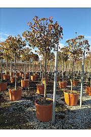 Liquidambar Styr. Gum Ball C70 Lit. Na Steblu 175 cm; 12/14 cm (ZEL)