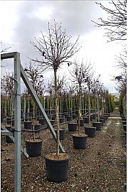 Liquidambar Styr. Gum Ball C70 Lit. Na Steblu 200 cm; 14/16 cm (ZEL)