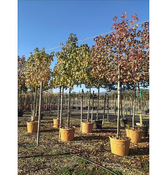 Liquidambar Styraciflua C110 Lit. 200-250cm; 14/16 cm; Špalir (ZEL)