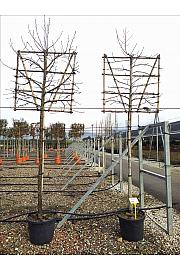 Liquidambar Styraciflua C55 Lit. Na Steblu 200 cm; 10/12 cm (ZEL)