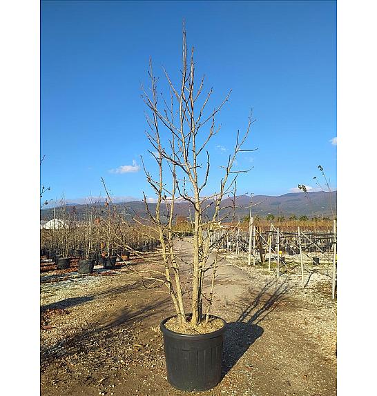 Liquidambar Styraciflua C70 Lit. 250-300 cm; Večstebelni (ZEL)