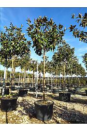 Magnolia Gran. Gallisoniensis C110 Lit. Na Steblu 200 cm; 16/18 cm (ZEL)