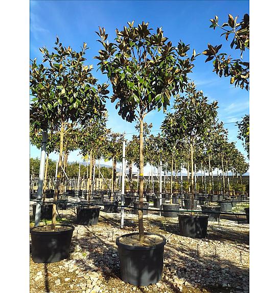 Magnolia Gran. Gallisoniensis C110 Lit. Na Steblu 200 cm; 16/18 cm (ZEL)