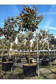 Magnolia Gran. Gallisoniensis C120 Lit. Na Steblu 200 cm; 18/20 cm (ZEL)
