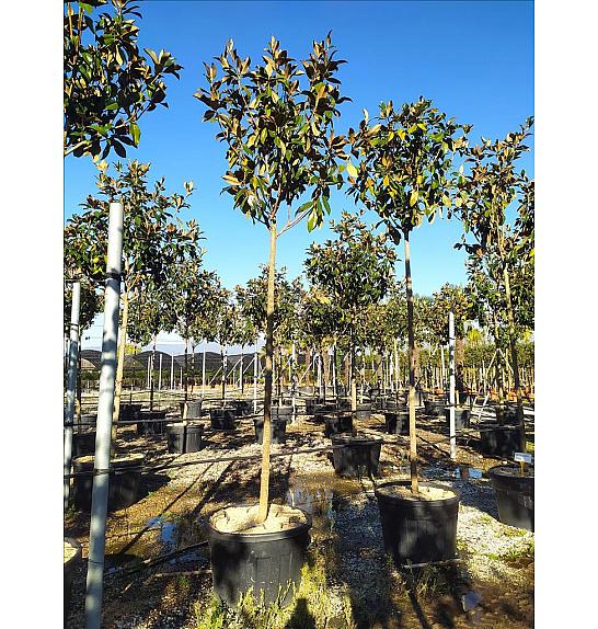 Magnolia Gran. Gallisoniensis C130 Lit. Na Steblu 200 cm; 14/16 cm (ZEL)