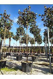 Magnolia Gran. Gallisoniensis C150 Lit. Na Steblu 200 cm; 16/18 cm (ZEL)