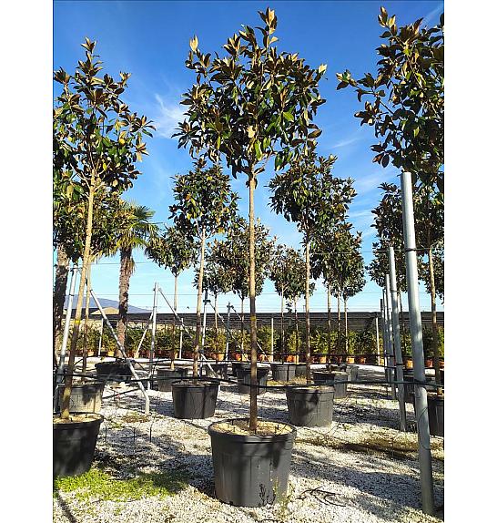 Magnolia Gran. Gallisoniensis C150 Lit. Na Steblu 200 cm; 16/18 cm (ZEL)