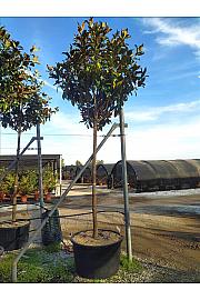 Magnolia Gran. Gallisoniensis C150 Lit. Na Steblu 200 cm; 20/25 cm (ZEL)