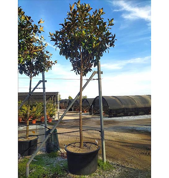 Magnolia Gran. Gallisoniensis C150 Lit. Na Steblu 200 cm; 20/25 cm (ZEL)