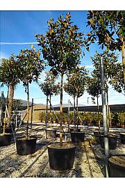 Magnolia Gran. Gallisoniensis C230 Lit. Na Steblu 200 cm; 18/20 cm (ZEL)