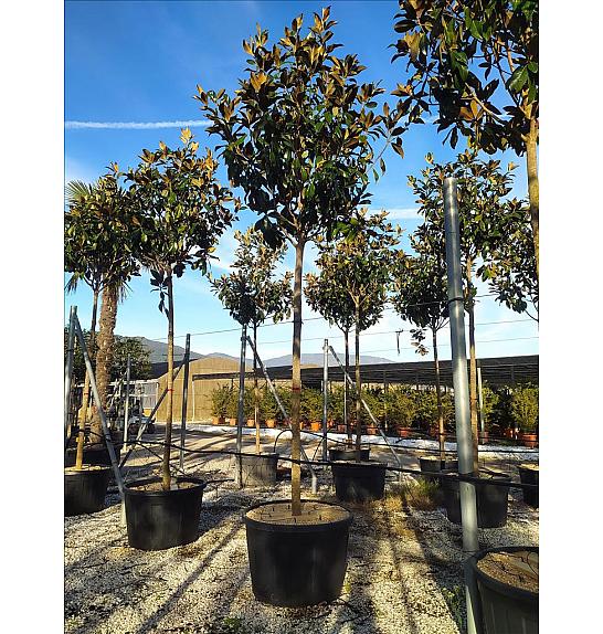Magnolia Gran. Gallisoniensis C230 Lit. Na Steblu 200 cm; 18/20 cm (ZEL)