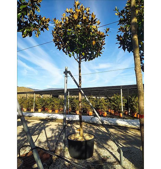 Magnolia Gran. Gallisoniensis C285 Lit. Na Steblu 200 cm; 20/25 cm (ZEL)