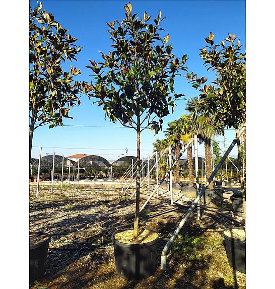 Magnolia Gran. Gallisoniensis C80 Lit. Na Steblu 200 cm; 14/16 cm (ZEL)