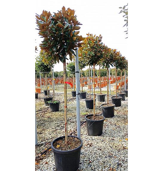 Magnolia Grand. Little Gem C50 Lit. Na Steblu 130 cm; 8/10 cm (ZEL)