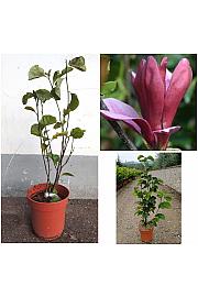 Magnolia Liliflora Nigra C10 Lit. 60-80 cm (ZEL)