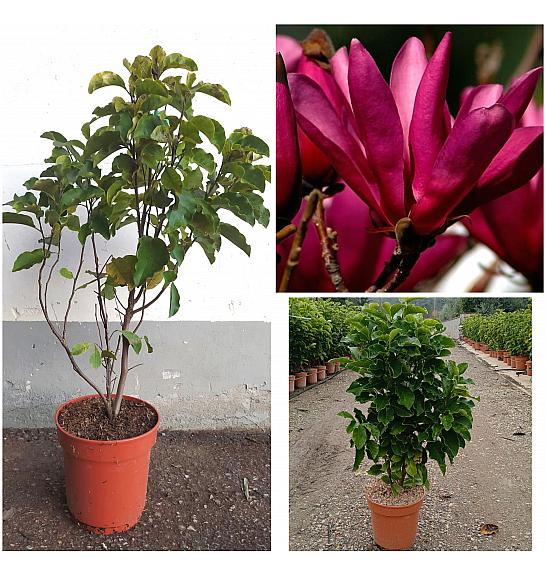 Magnolia X Soul. Susan C10 Lit. 60-80 cm (ZEL)